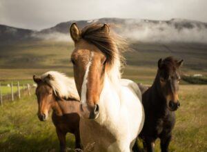 Types of Horse Breeds