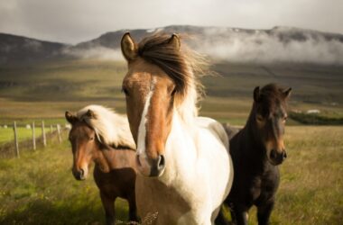 Types of Horse Breeds