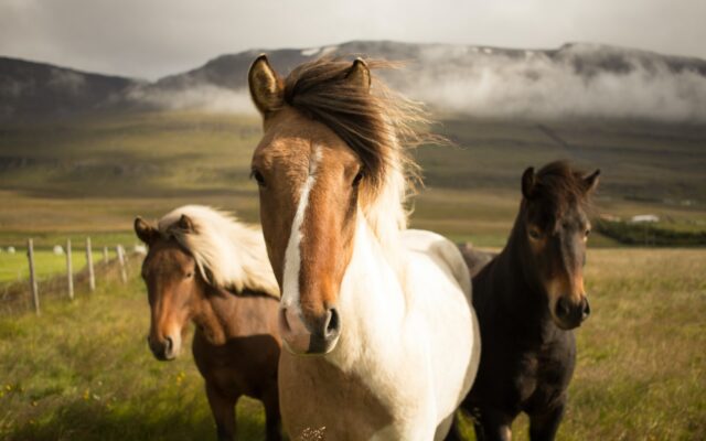 Types of Horse Breeds
