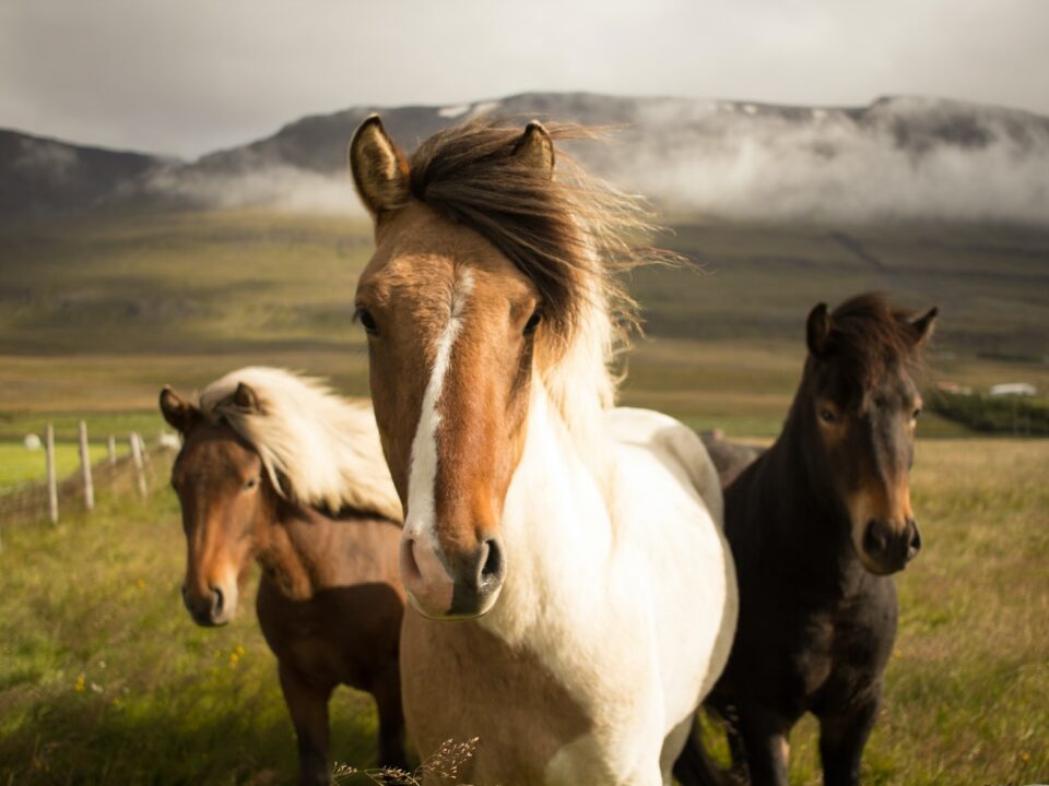 Types of Horse Breeds
