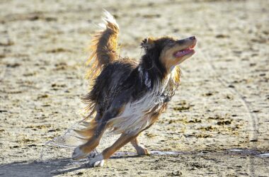 Australian Dog Breeds