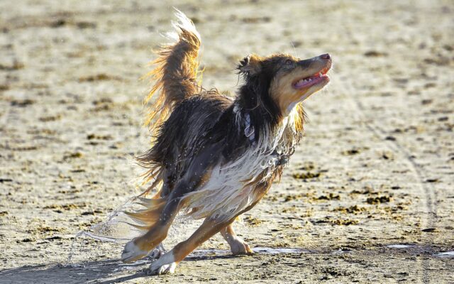 Australian Dog Breeds