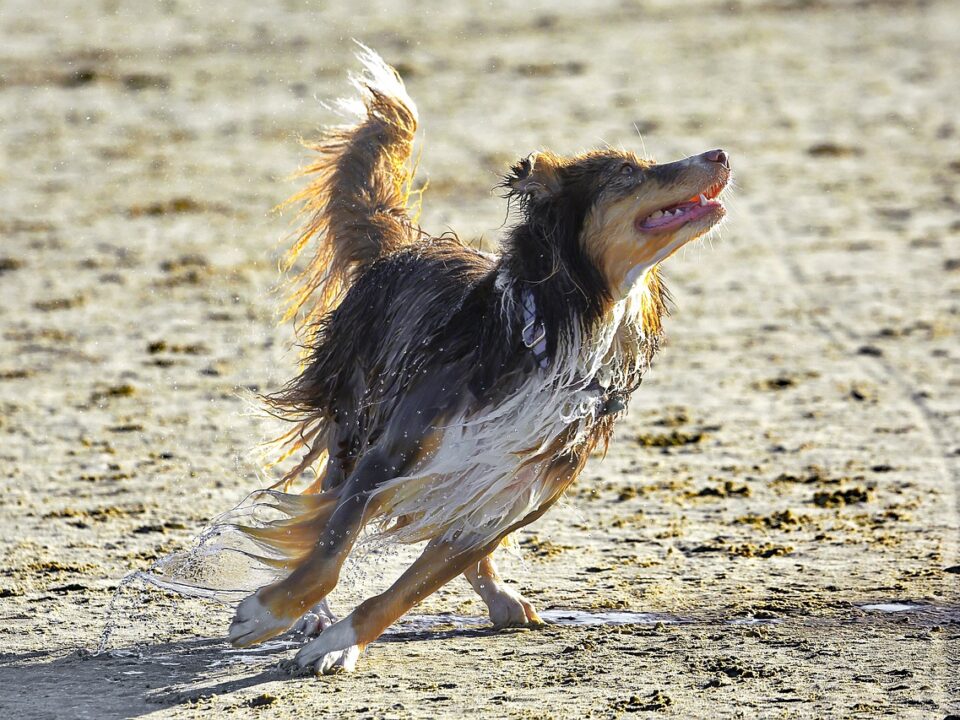 Australian Dog Breeds