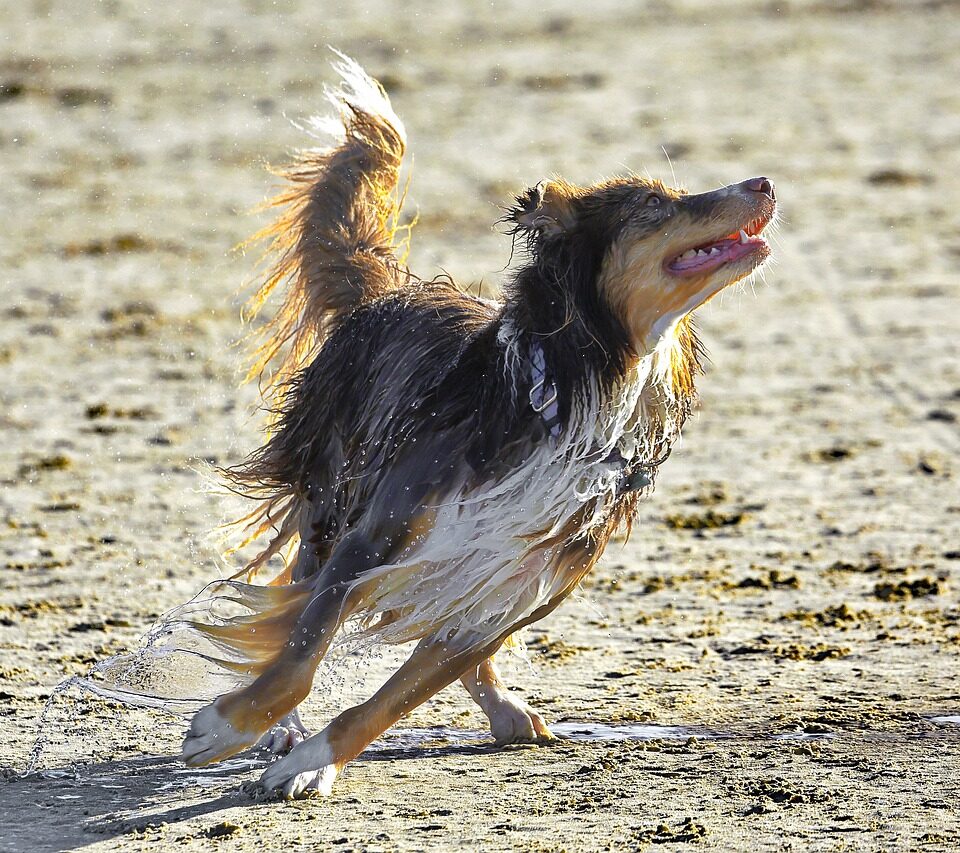 Australian Dog Breeds
