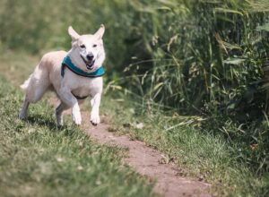 Best Dog Breeds for Runners