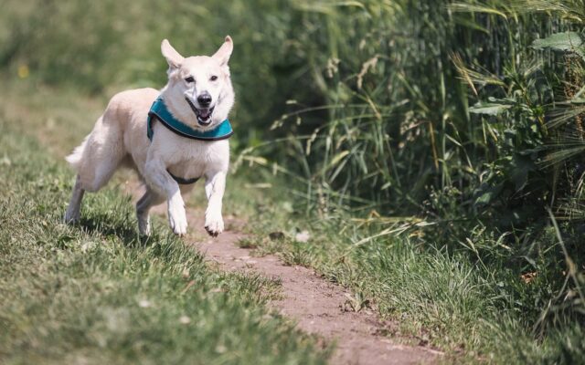 Best Dog Breeds for Runners