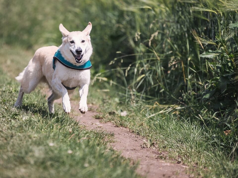 Best Dog Breeds for Runners