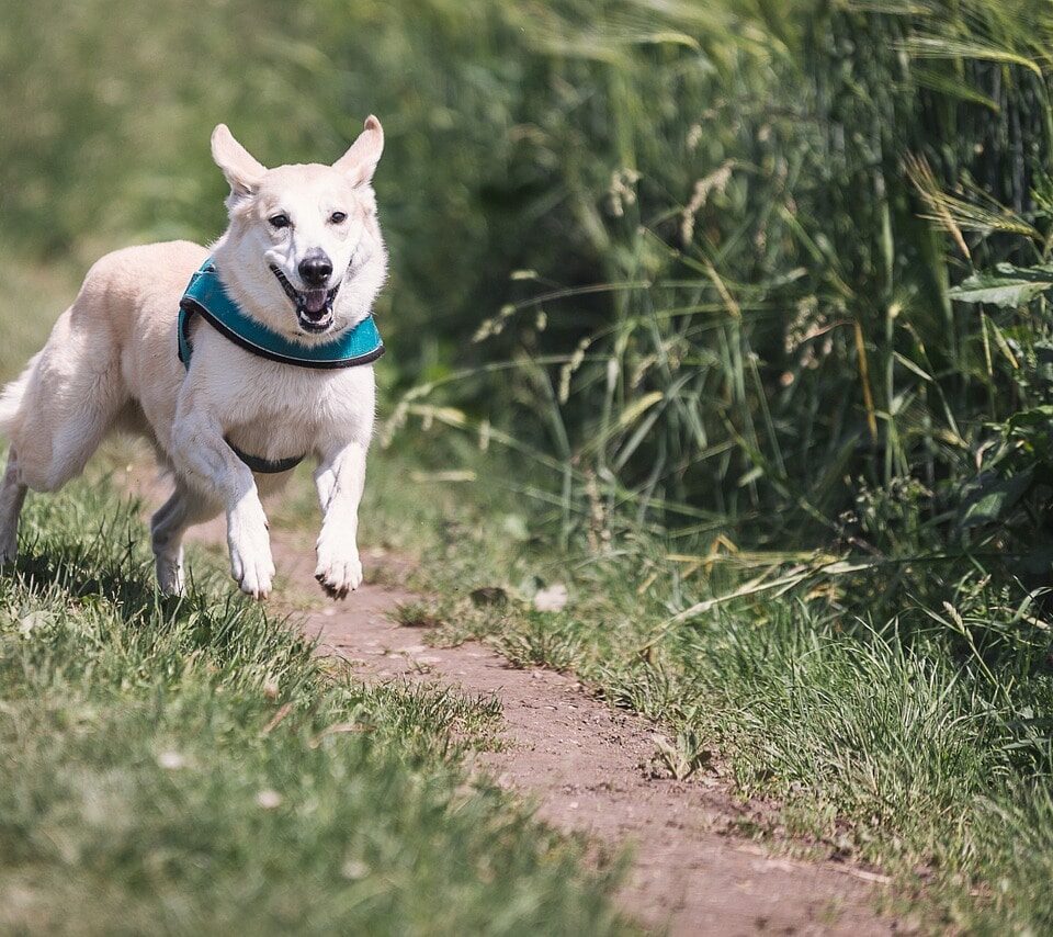 Best Dog Breeds for Runners