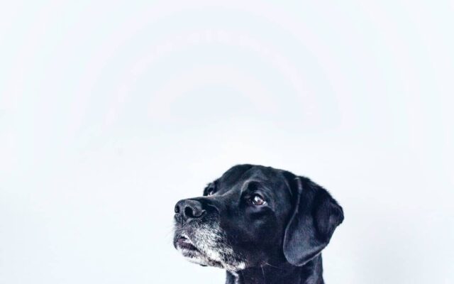 Best Guard Dog Breeds