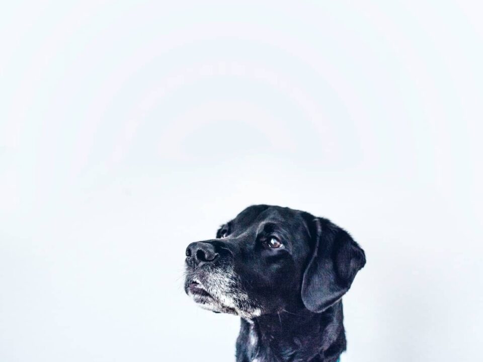 Best Guard Dog Breeds