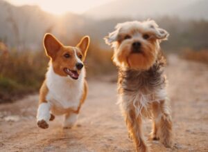 Best Healthiest Dog Breeds