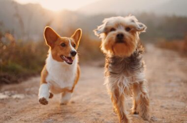 Best Healthiest Dog Breeds