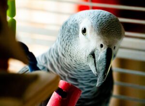Best Talking Parrots