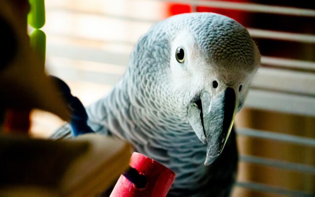 Best Talking Parrots