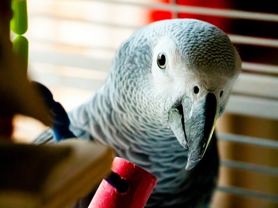 Best Talking Parrots