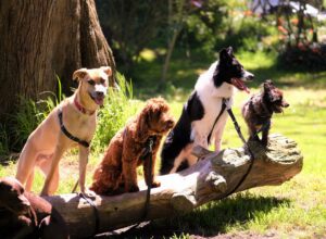 Dog Breeds for Lazy or Busy People