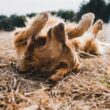 Dog Breeds With the Longest Lifespan