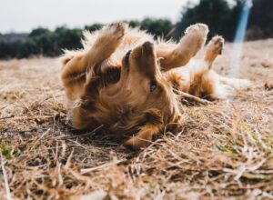 Dog Breeds With the Longest Lifespan