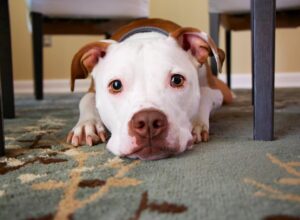 Free Apps for Dog Owners