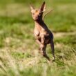 Hairless Dog Breeds