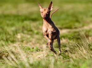 Hairless Dog Breeds