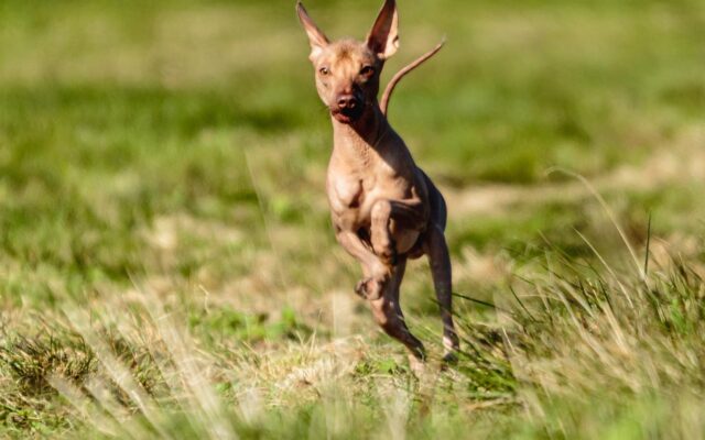 Hairless Dog Breeds