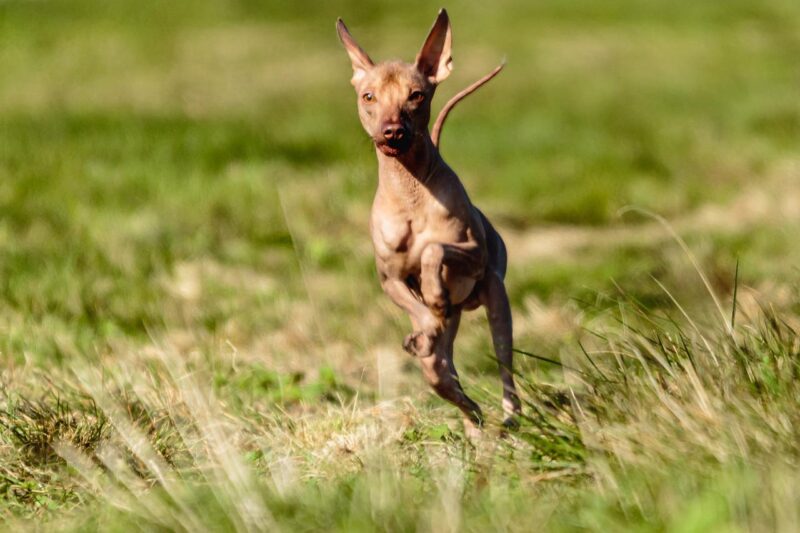 Hairless Dog Breeds