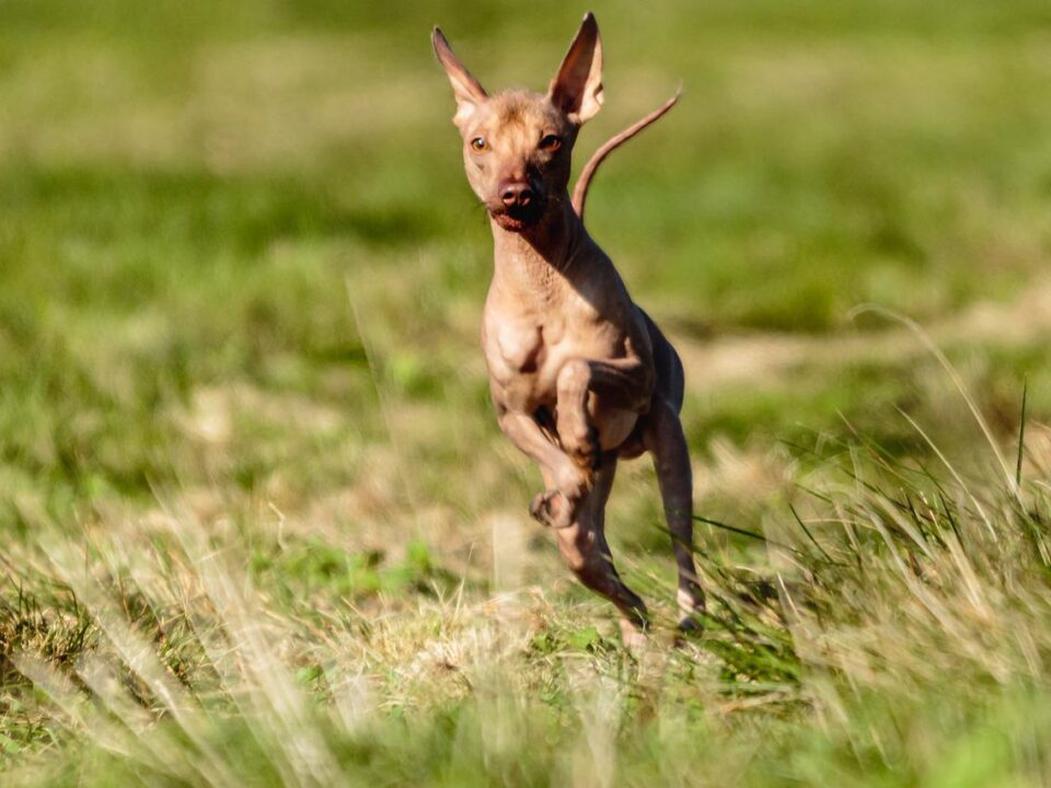Hairless Dog Breeds