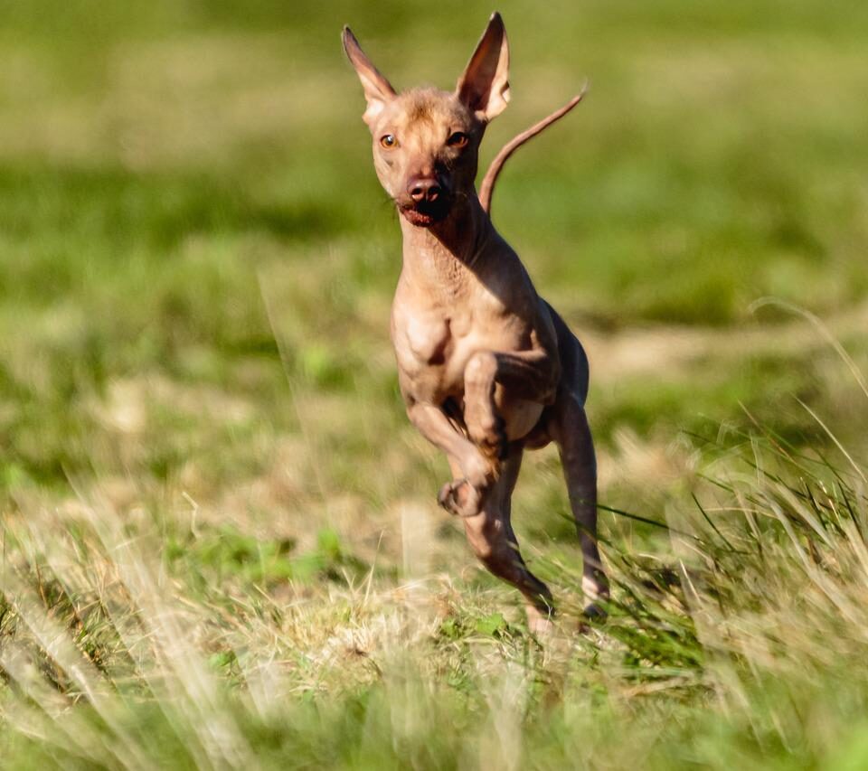 Hairless Dog Breeds