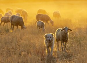 Herding Dog Breeds