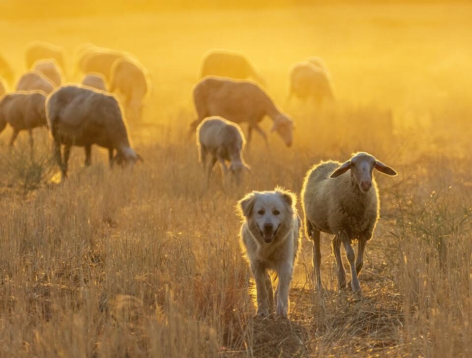 Herding Dog Breeds