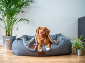 How to Avoid Aggressive Dogs