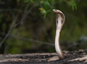 Incredible Fact About Snakes You Should Know