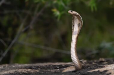 Incredible Fact About Snakes You Should Know