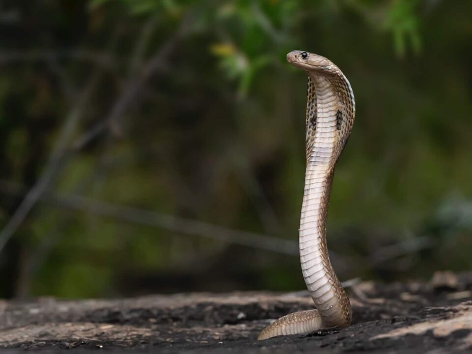 Incredible Fact About Snakes You Should Know