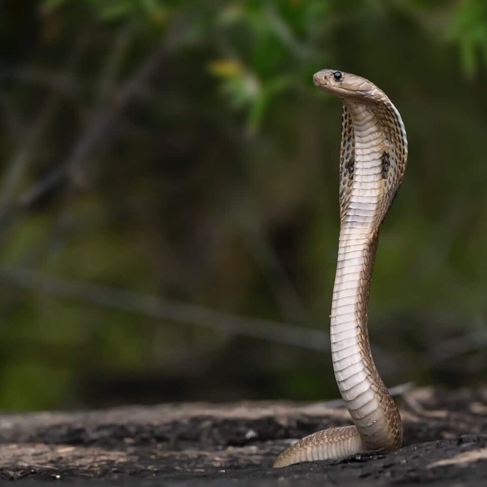Incredible Fact About Snakes You Should Know
