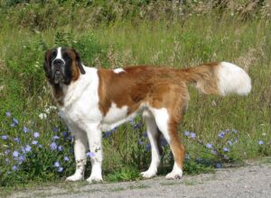 Largest Dog Breeds