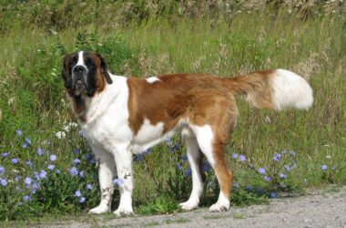 Largest Dog Breeds