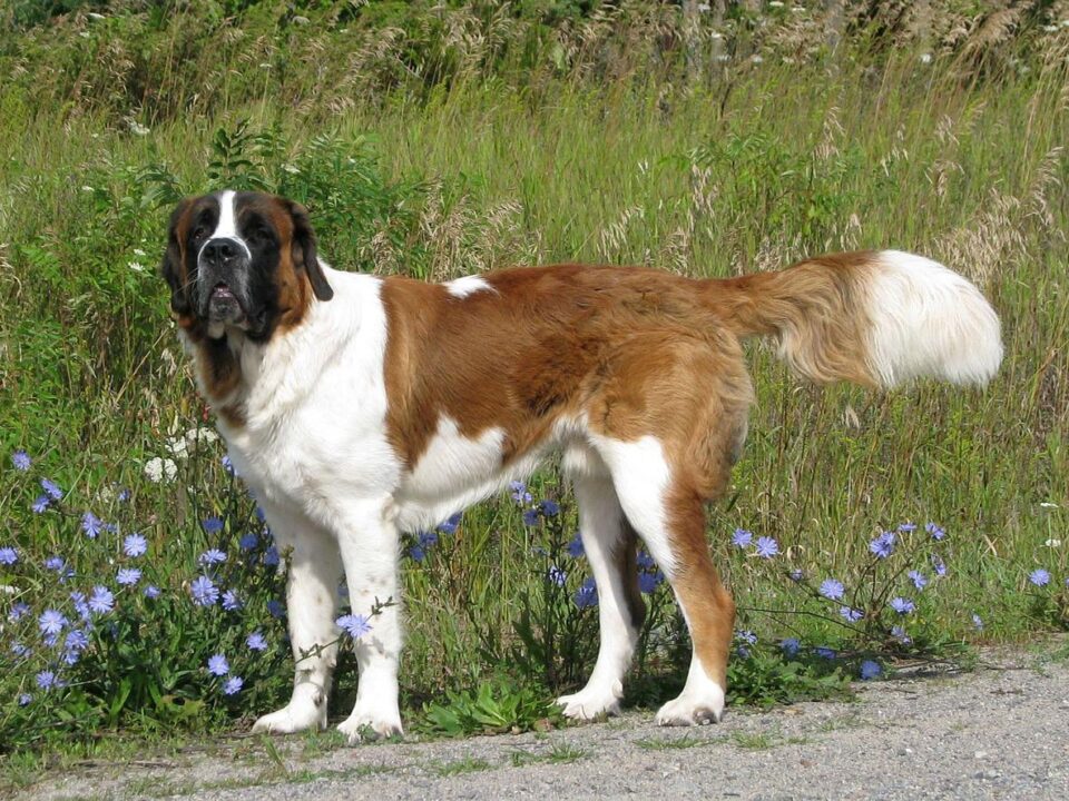 Largest Dog Breeds