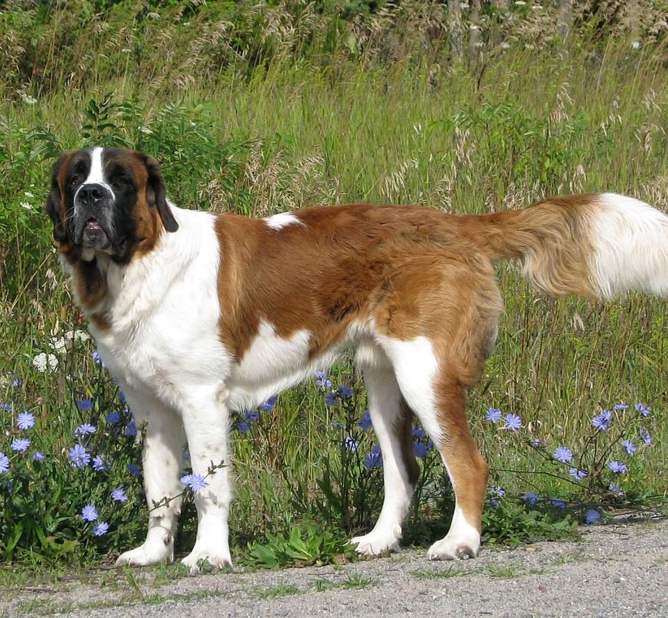 Largest Dog Breeds