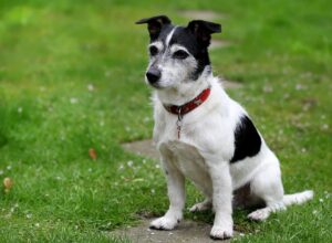 Medium Sized Dog Breeds