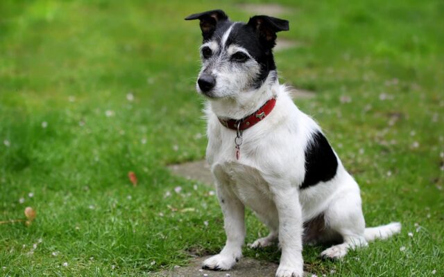 Medium Sized Dog Breeds