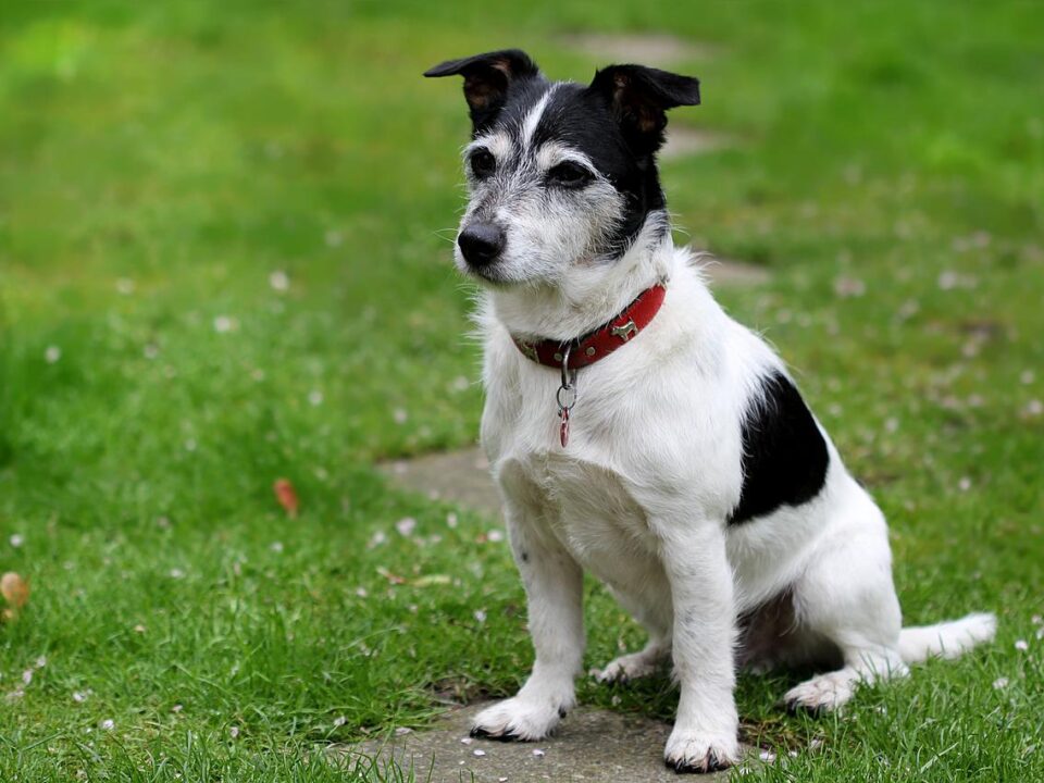 Medium Sized Dog Breeds