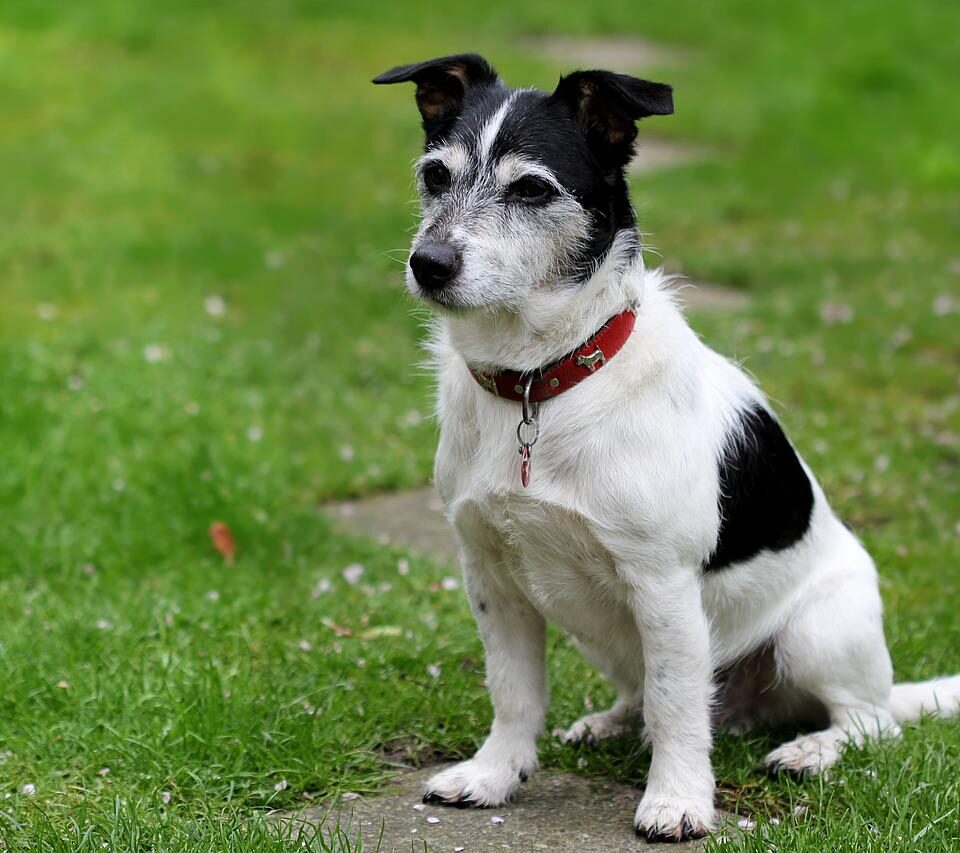 Medium Sized Dog Breeds