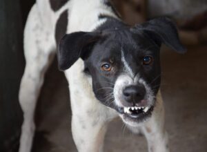 Most Aggressive Dog Breeds