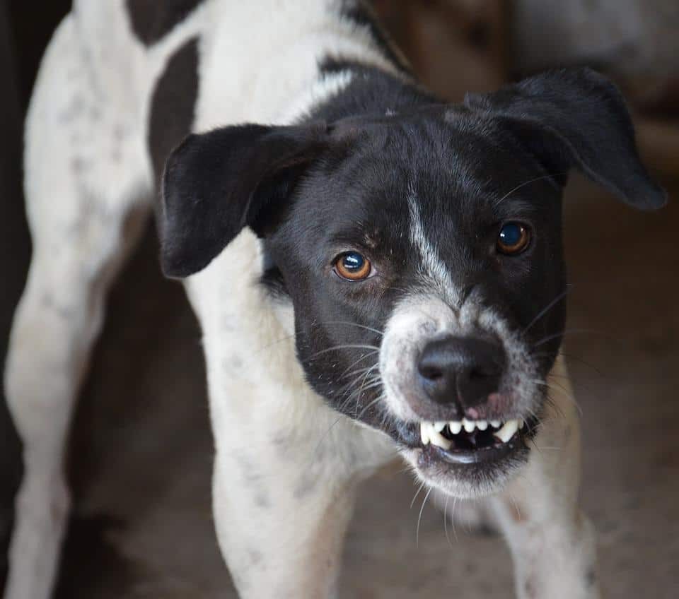 Most Aggressive Dog Breeds