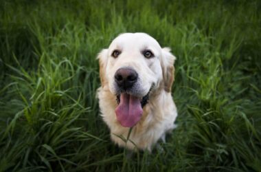 Retrievers Dog Breeds