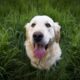 Retrievers Dog Breeds
