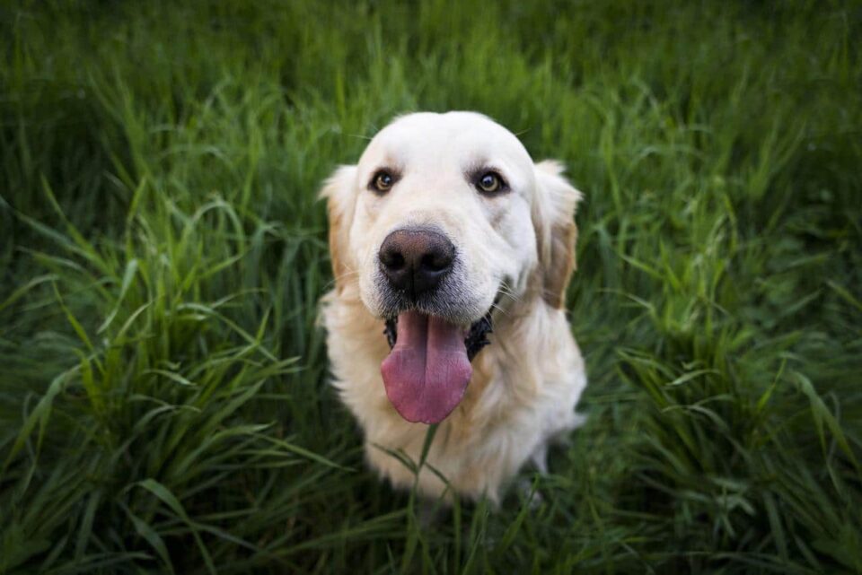 Retrievers Dog Breeds
