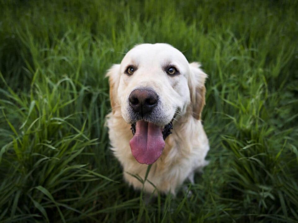 Retrievers Dog Breeds